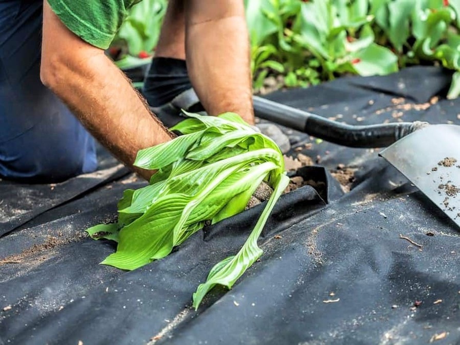 Schwarzes Unkrautvlies auf Beet mit Person die Pflanze einpflanzt